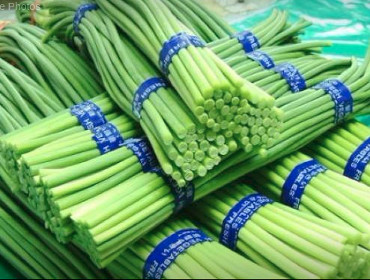 Garlic Scape/Bolt/Sprouts